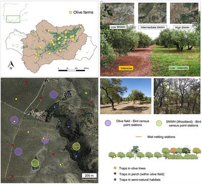 Persistence of Seed Dispersal in Agroecosystems: Effects of <mark class="highlighted">Landscape Modification</mark> and Intensive Soil Management Practices in Avian Frugivores, Frugivory and Seed Deposition in Olive Croplands